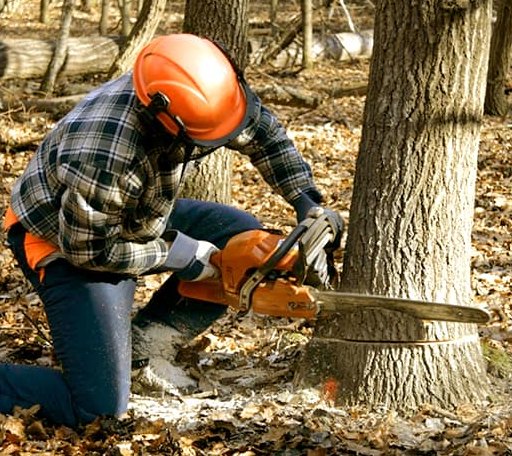 Tree Removal in Burnt Prairie, IL